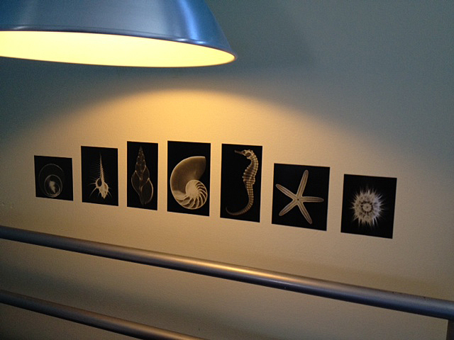 I was originally going to make a mobile with these but ended up using these shell xrays above his bed.